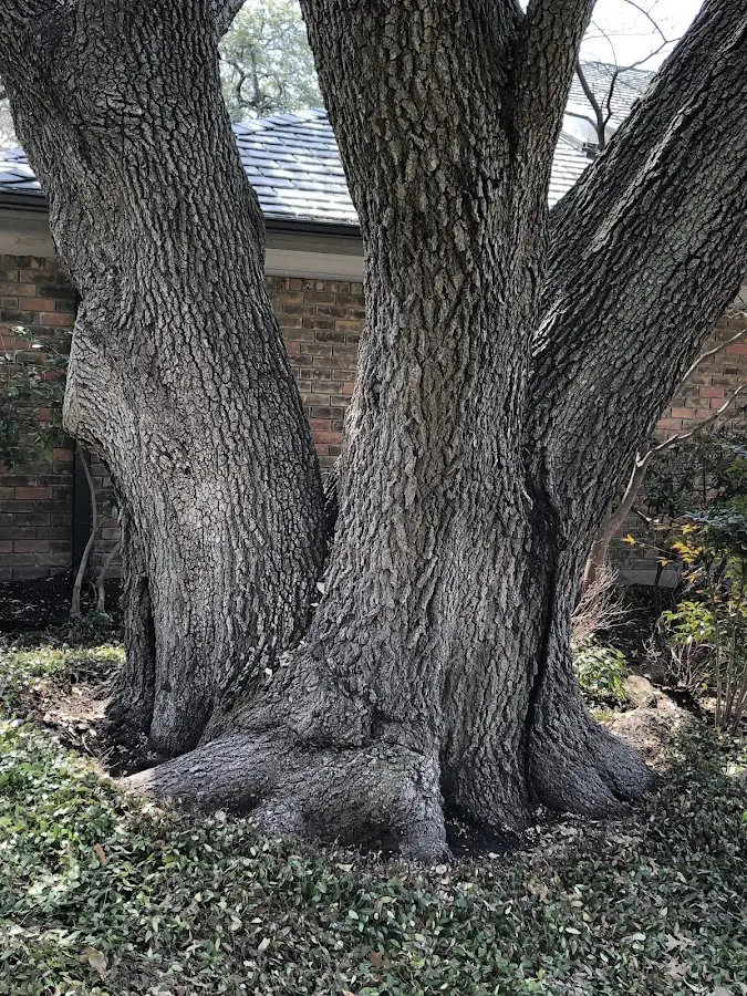 Mature heritage tree close to a Cross River property cared for by certified arborists