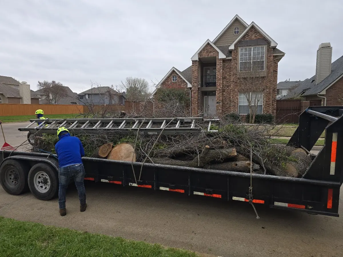 Expert Tree Removal with proper safety equipment in Cross River